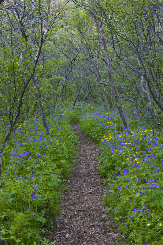 Flower Lined Trail Through Birch Forest